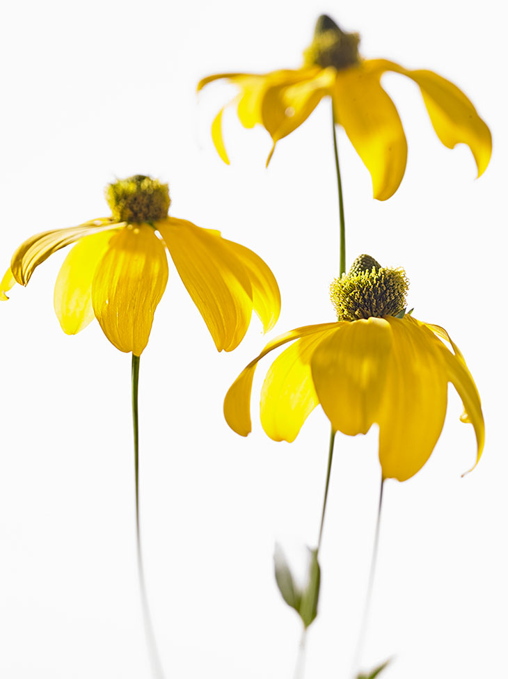 bloom