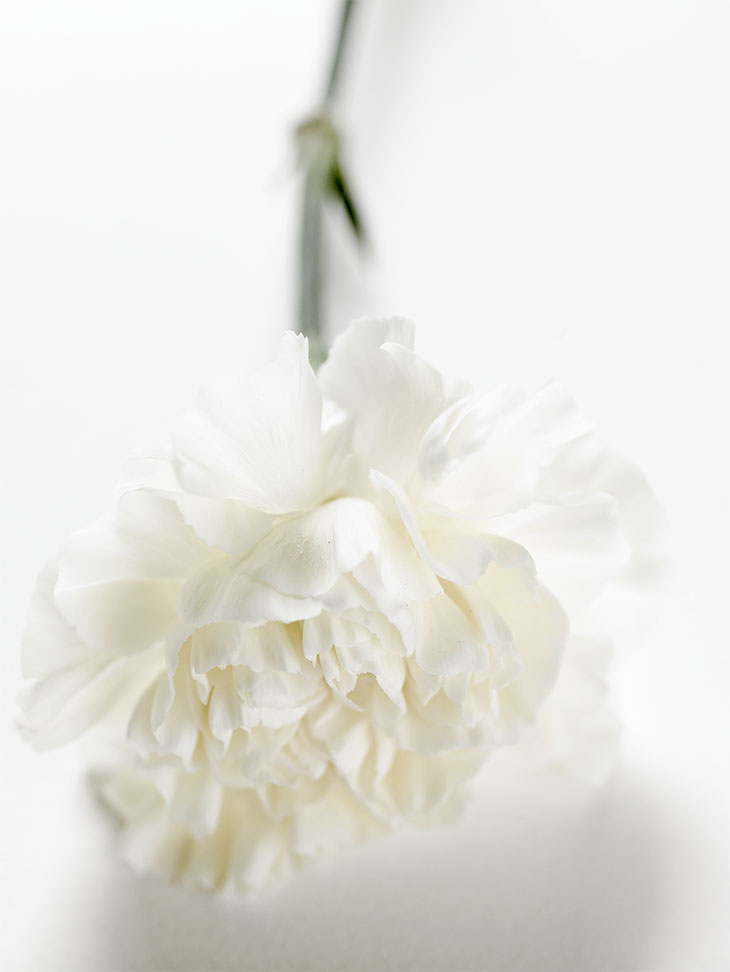 bloom