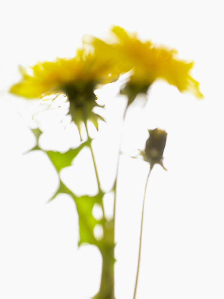 bloom