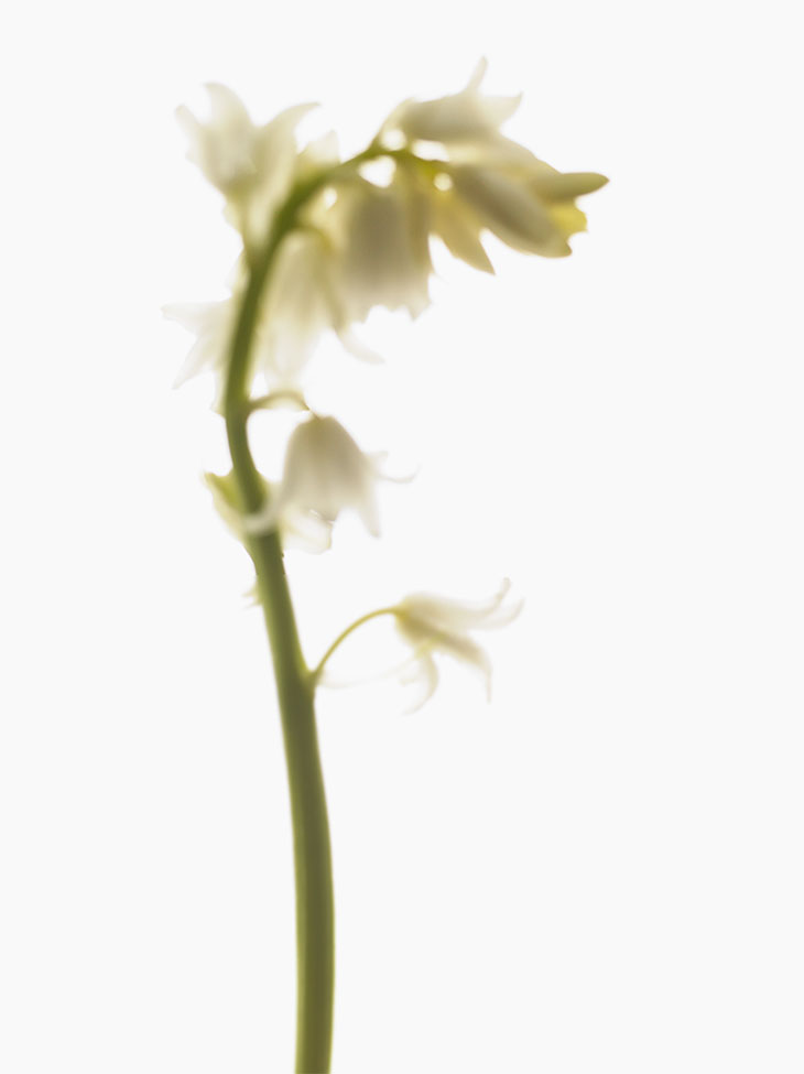bloom